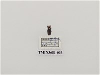 藏品(鞘翅目(1))的圖片